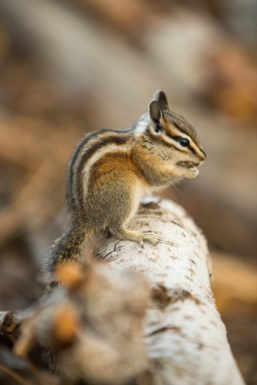 little chipmunk sitting on tree branch and eating