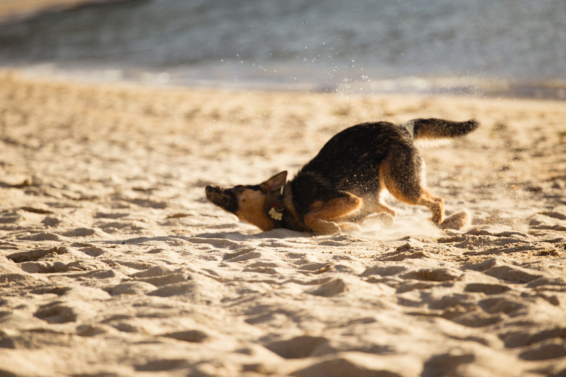 german shepherd dog playing on white sand