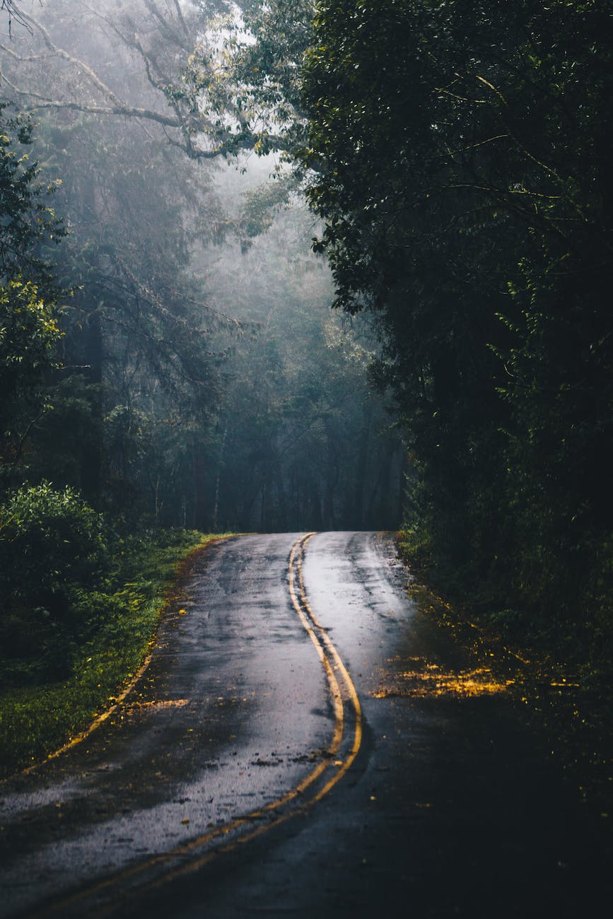 wet country road in a forest