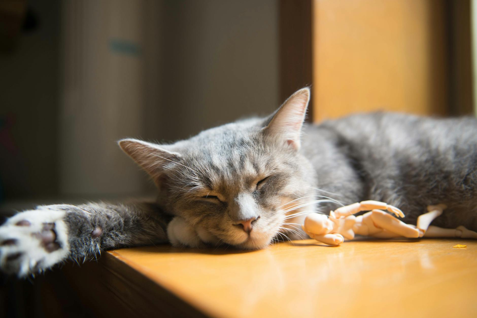 gray and white short coated cat on brown wooden table top